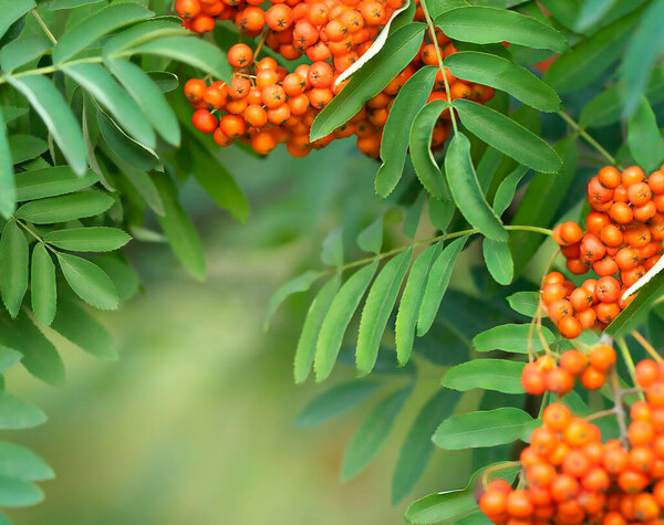Beautiful card with green leaves of rowan and red berries on a green blurred background with copy space