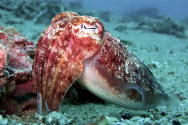 Mercan ve mürekkep balığı