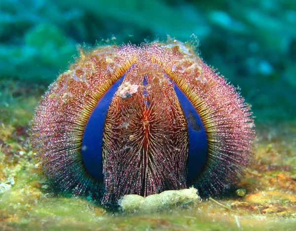 Blue Tuxedo Sea Urchin — Stock Photo, Image