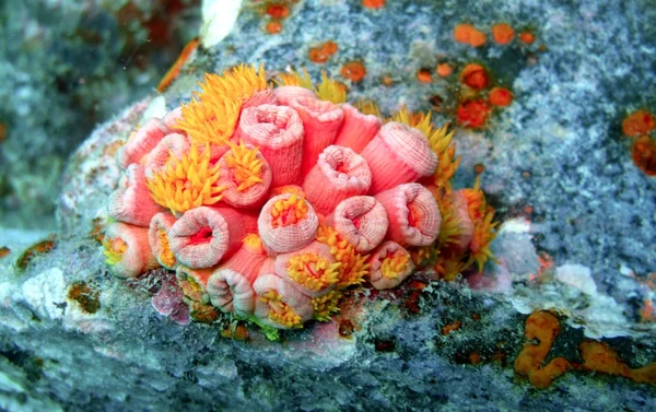 Malé měkké korály — Stock fotografie