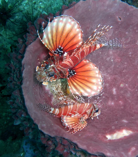 Coral e leões — Fotografia de Stock