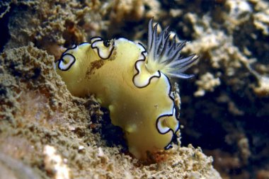 Sualtı fotoğraf siyah Margined