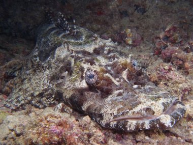 Sualtı fotoğraf timsah balık