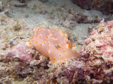 Sualtı Halgerda batangas