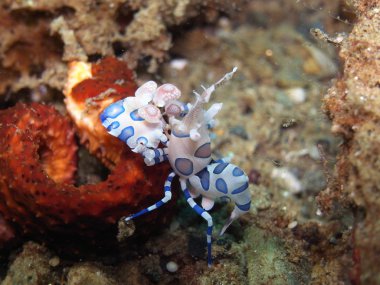 Mercan ve Harlequin karides