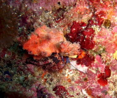 Sualtı Yalnızcıl Yengeç