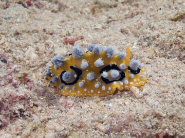 omurgasızını phyllidia ocellata