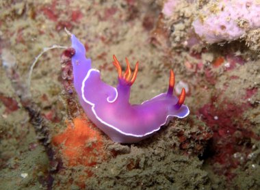 Risbecia apologia Nudibranch