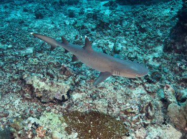 Sualtı Whitetip köpekbalığı
