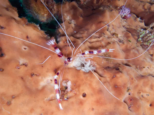 Foto subaquática Banded Coral — Fotografia de Stock