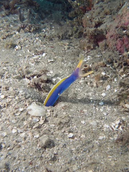 Nastro blu Moray anguilla — Foto Stock