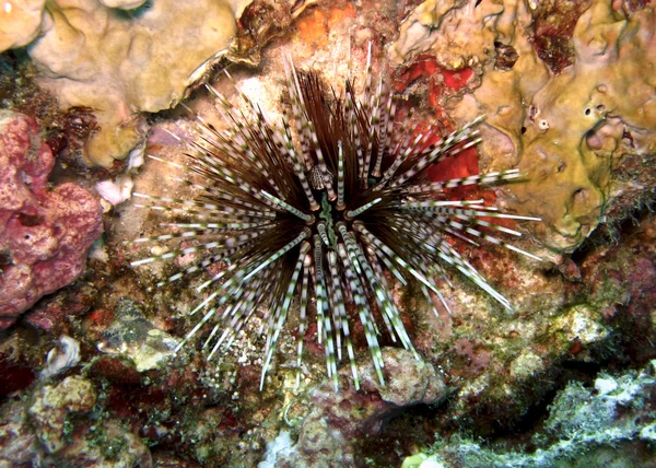 水下照片 Echinothrix calamaris — 图库照片