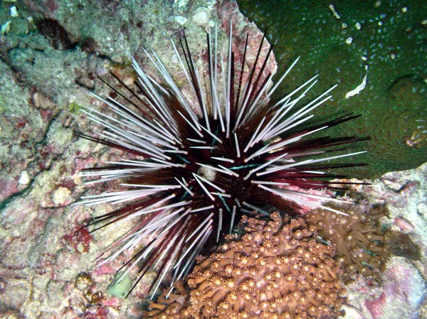 Foto subaquática Echinothrix calamaris — Fotografia de Stock