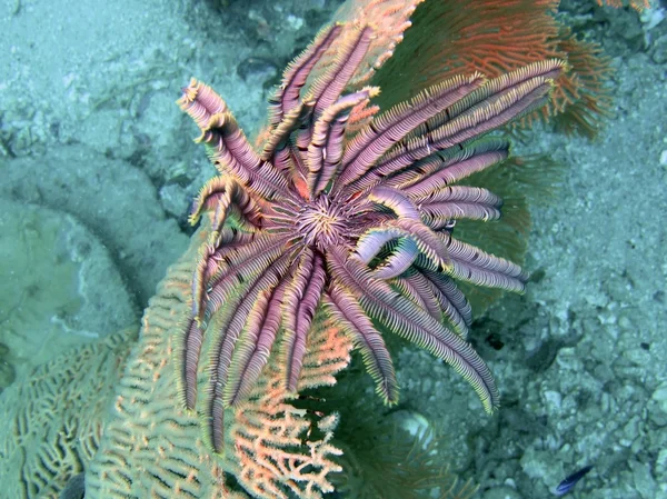 Onderwater foto Feather star — Stockfoto