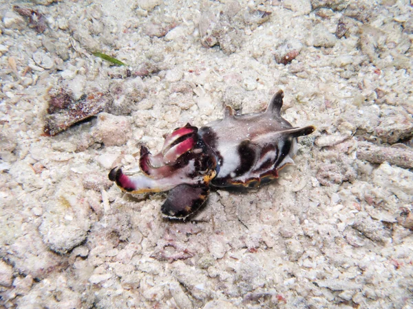 Onderwater Flamboyant Cuttlefish — Stockfoto