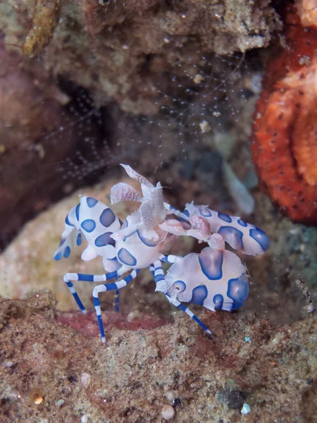 Koraal en Harlequin shrimp — Stockfoto