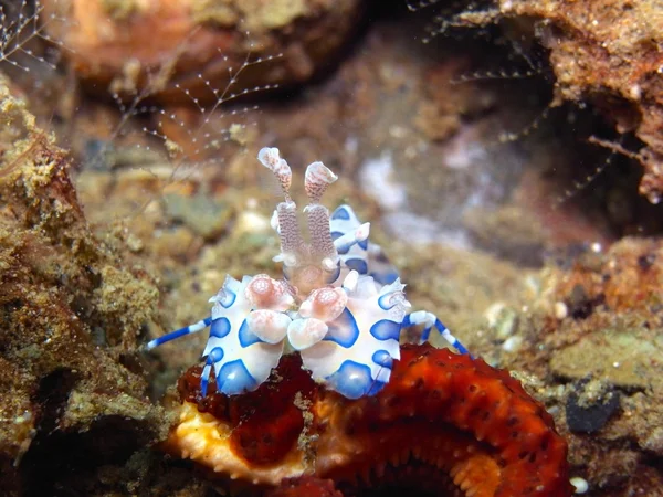 Camarão coral e arlequim — Fotografia de Stock