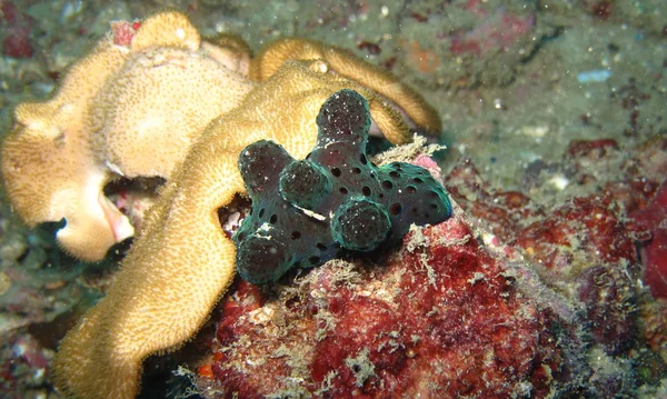 Foto subaquática nudibranch — Fotografia de Stock