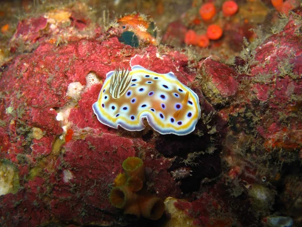 Nudibrânquios Goniobranchus kuniei — Fotografia de Stock