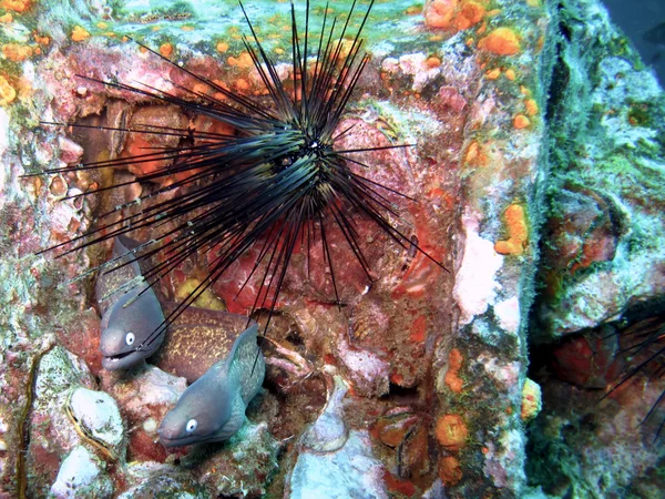 Moray and sea urchin — Stock Photo, Image