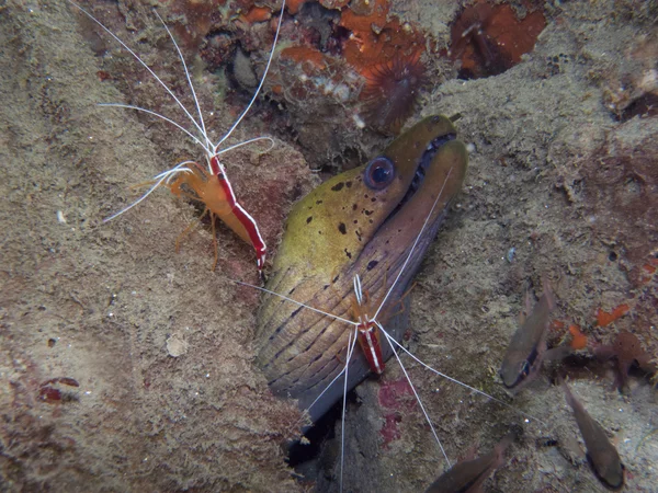 Moray White banded Cleaner camarão — Fotografia de Stock