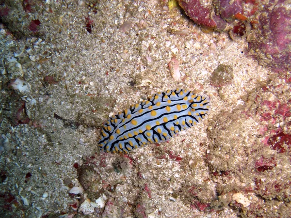 Omurgasızını phyllidia varicosa — Stok fotoğraf