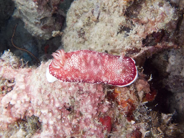 Червоний сітчасті nudibranch — стокове фото