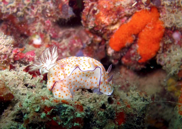 Halkalı Chromodoris Nudibranch — Stok fotoğraf