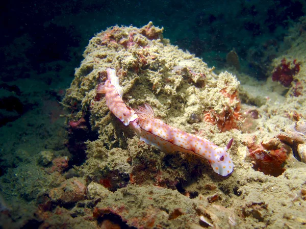 Anellato Chromodoris Nudibranch — Foto Stock