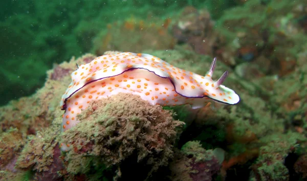 环状的 Chromodoris 裸鳃亚目 — 图库照片