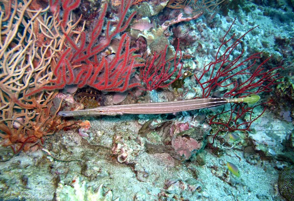 Tromba flauto pesce — Foto Stock