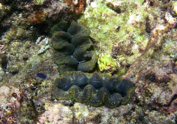 Onderwater Tridacna Maxima — Stockfoto