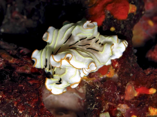Foto subaquática nudibranch Fotografia De Stock