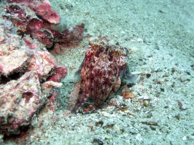 Sualtı fotoğraf mürekkep balığı