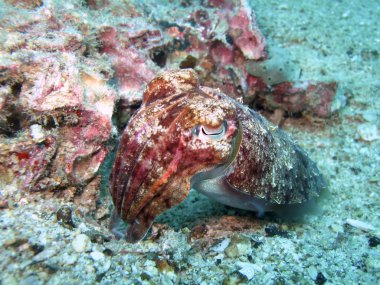 Sualtı fotoğraf mürekkep balığı