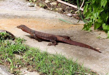 Fotoğraf monitör kertenkele
