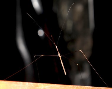 Fotoğraf sopa böcek