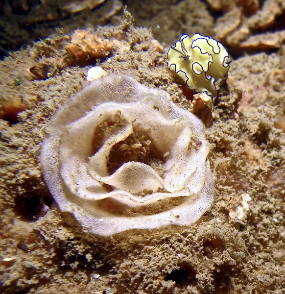 Siyah margined ve yumurta — Stok fotoğraf