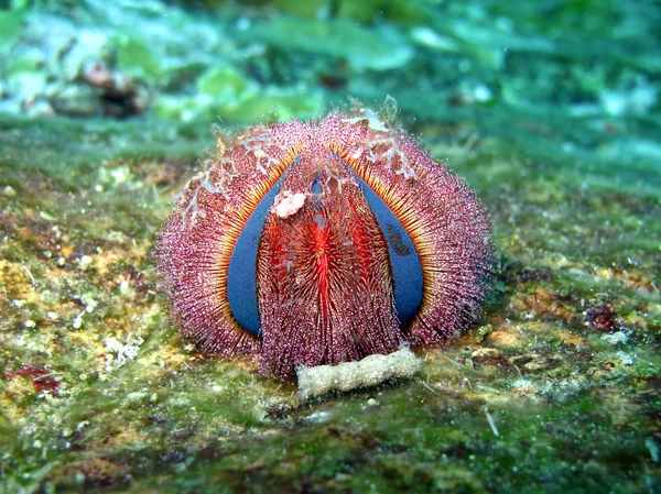 Blue smoking Sea Urchin — Stockfoto