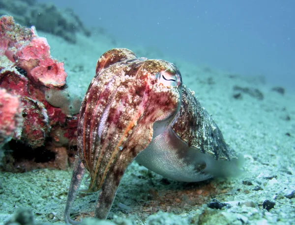 Foto subaquática Cuttlefish — Fotografia de Stock