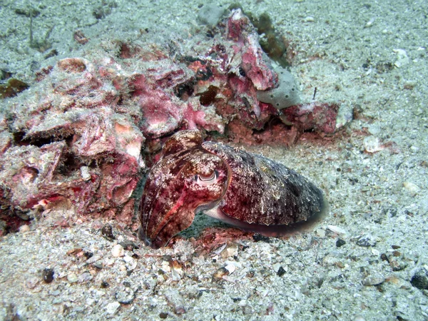 Foto subaquática Cuttlefish — Fotografia de Stock