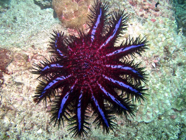 Corona de espinas estrella de mar — Foto de Stock