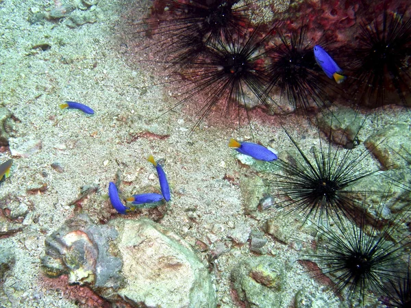 Fish and sea urchin — Stock Photo, Image