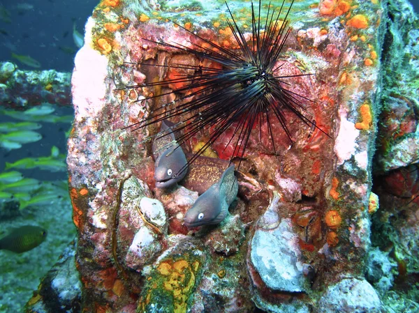 Moray e ouriço-do-mar — Fotografia de Stock