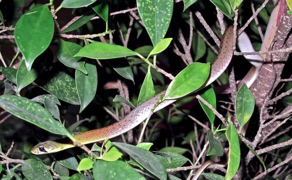 Cobra de pescoço vermelho Keelback — Fotografia de Stock