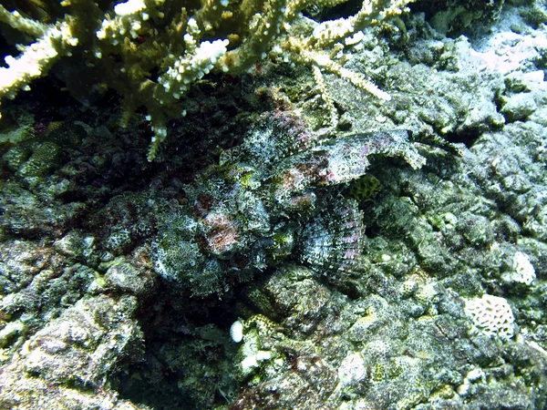 Photo Scorpion Fish — Stock Photo, Image