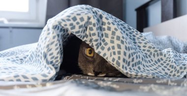 Gri bir kedi saklanıyor ve yatak örtüsünün altından dikizliyor..