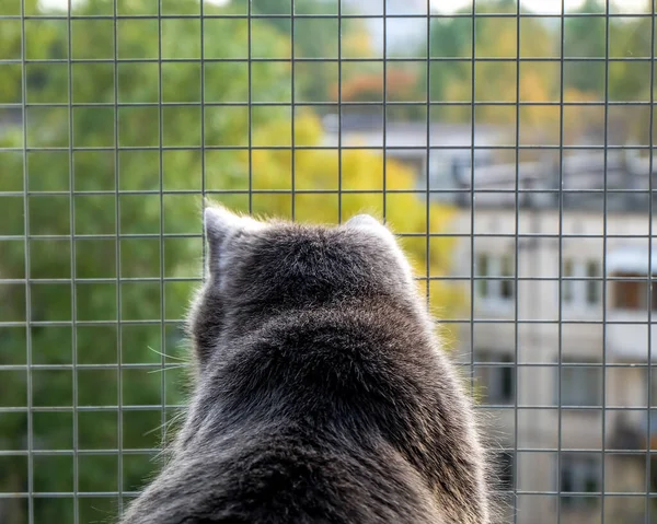 Gri bir kedi, yeşil yaz sokağına bakıyor. Açık bir pencereden, güvenlik ızgarasıyla.