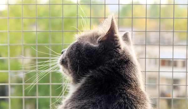 Gri bir kedi, yeşil yaz sokağına bakıyor. Açık bir pencereden, güvenlik ızgarasıyla.