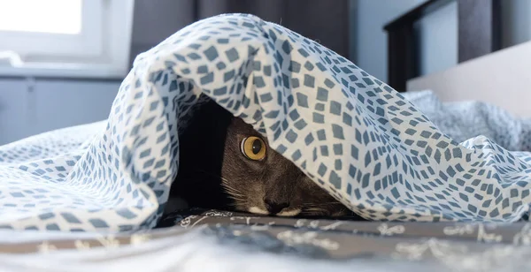 Gatto Grigio Che Nasconde Sbircia Fuori Sotto Coperte Letto — Foto Stock